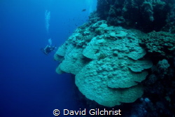 A wide angle view of giant coral formations in the Red Sea. by David Gilchrist 